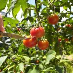 collecte_tomates_jardin