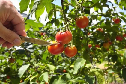 collecte_tomates_jardin