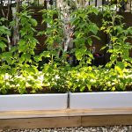 Compagnonnage_végétal_potager
