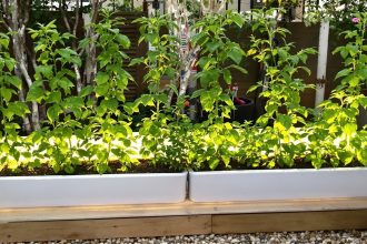Compagnonnage_végétal_potager