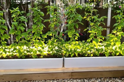 Compagnonnage_végétal_potager