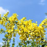 CornouillerEnFleurs