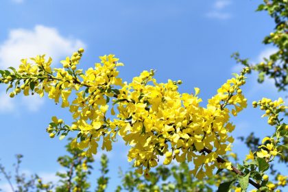 CornouillerEnFleurs
