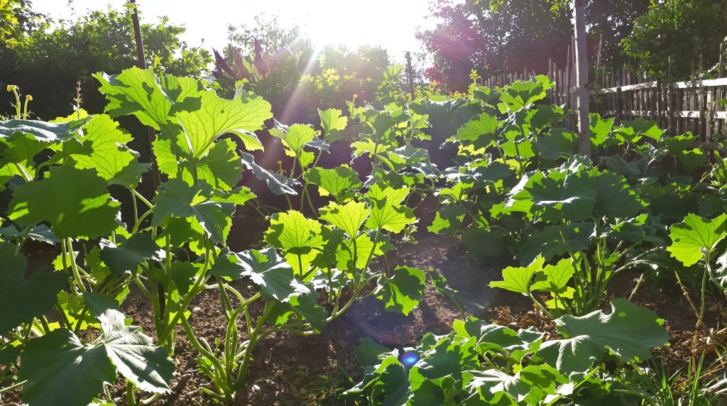 Courgettes_potager_ensoleillé