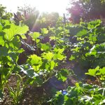 Courgettes_potager_ensoleillé