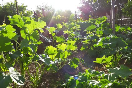 Courgettes_potager_ensoleillé