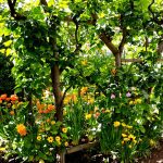 culture_courges_jardin