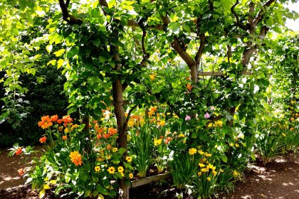 culture_courges_jardin