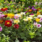 Jardin_Écologique_Capucines