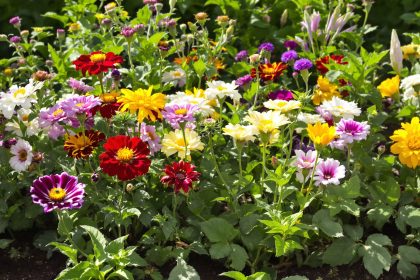 Jardin_Écologique_Capucines