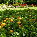 Jardin_agrumes_écorces