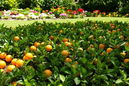 Jardin_agrumes_écorces