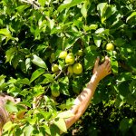 jardin_asiminier_cultivation