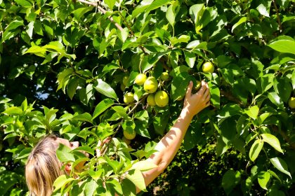 jardin_asiminier_cultivation