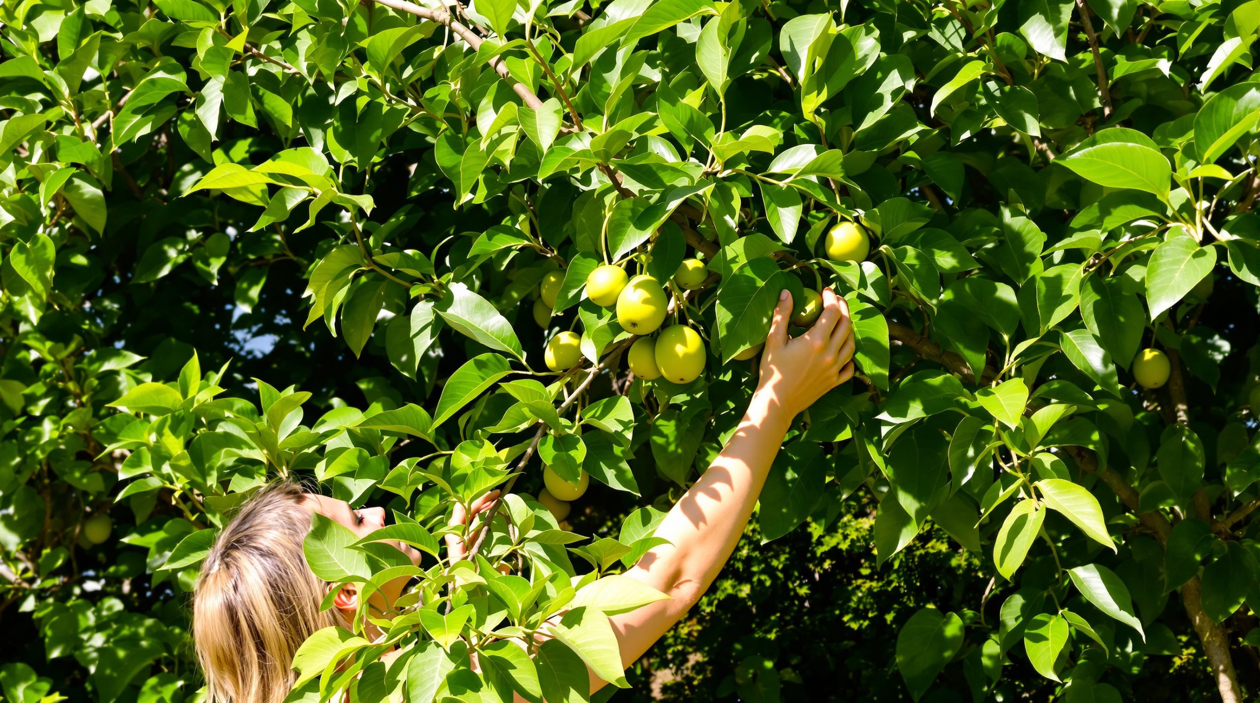 jardin_asiminier_cultivation