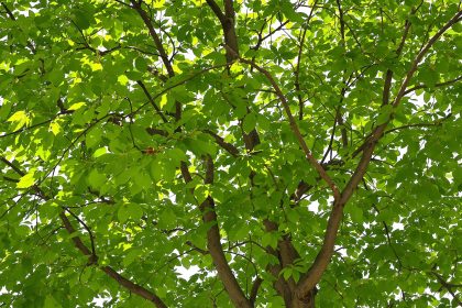 Jardin_mûrier_ombragé