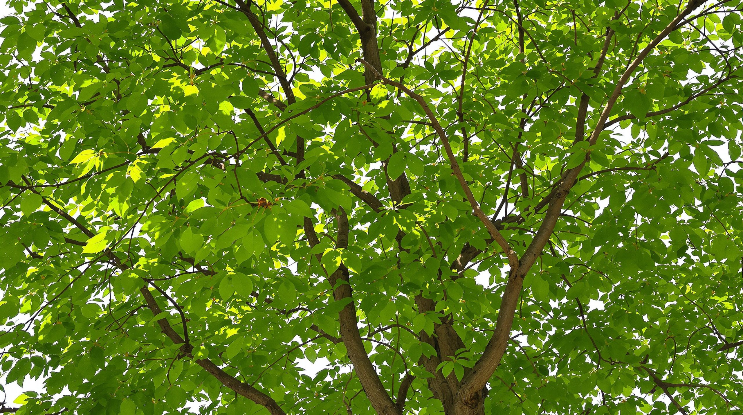 Jardin_mûrier_ombragé