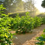 jardin-pommes-de-terre-paille