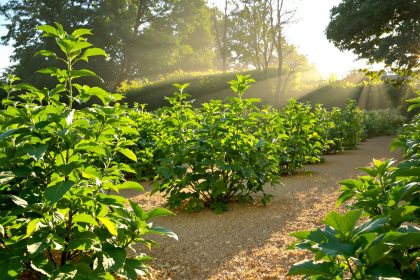 jardin-pommes-de-terre-paille