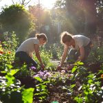 Jardin_thérapeutique_permaculture