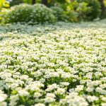 jardin_trefle_blanc_nain