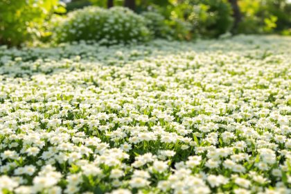 jardin_trefle_blanc_nain