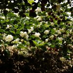 jardinage_fraises_nature