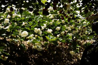 jardinage_fraises_nature