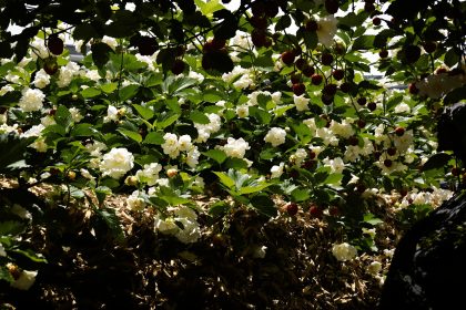 jardinage_fraises_nature