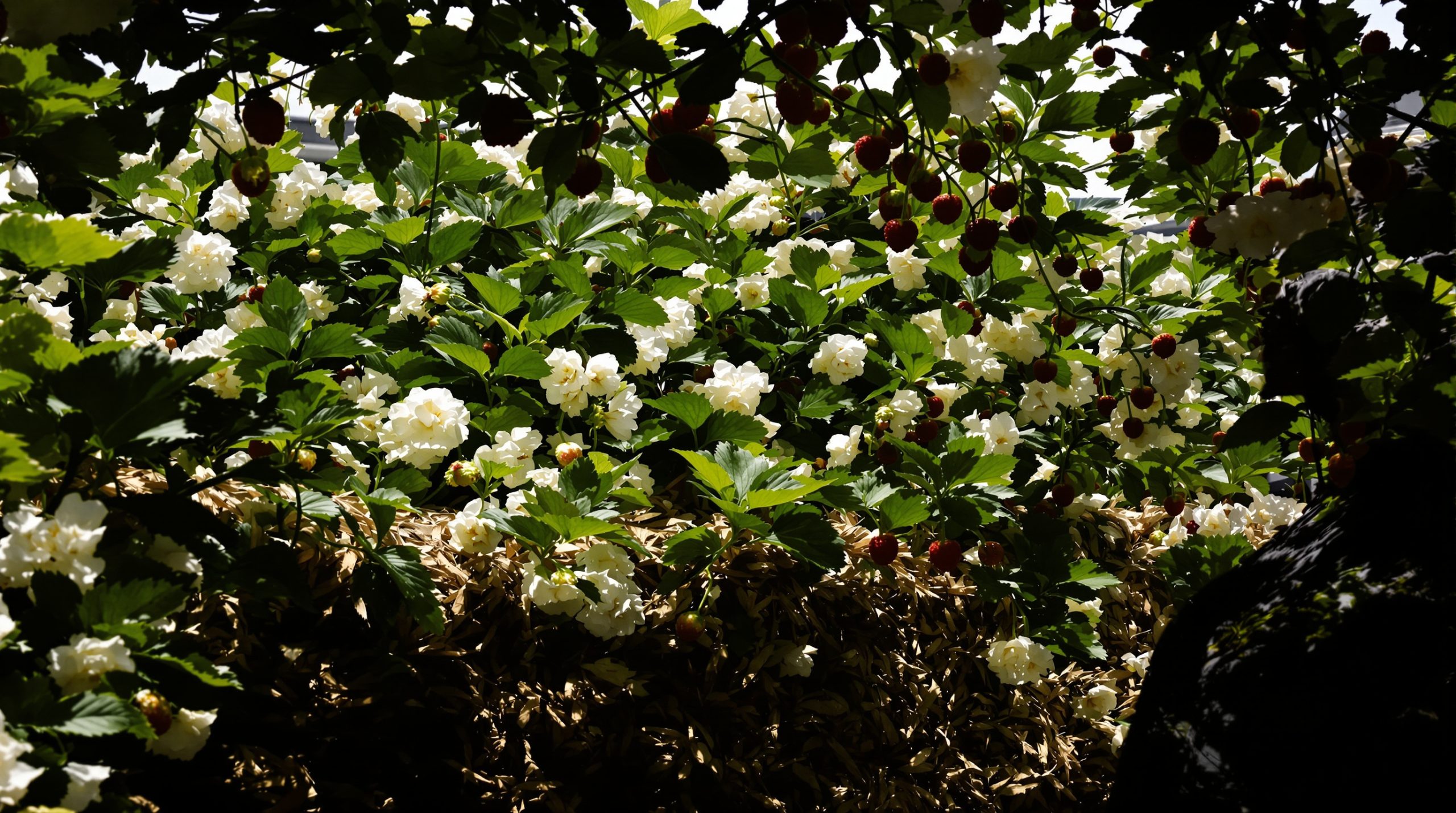jardinage_fraises_nature