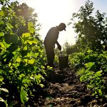 jardinier-auvergne-potager-ensoleillé