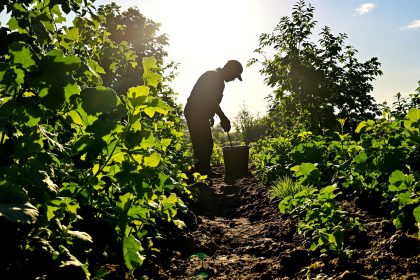 jardinier-auvergne-potager-ensoleillé