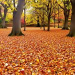 Paillage_Naturel_Jardin