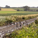 paysage_fermier_sud_ouest