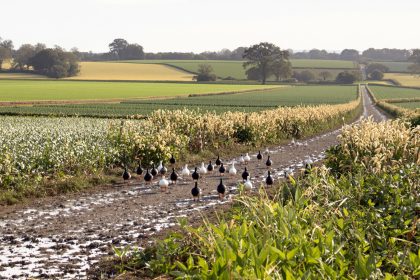 paysage_fermier_sud_ouest