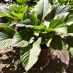 plantation_ecarlate_potager