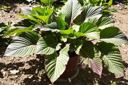 plantation_ecarlate_potager