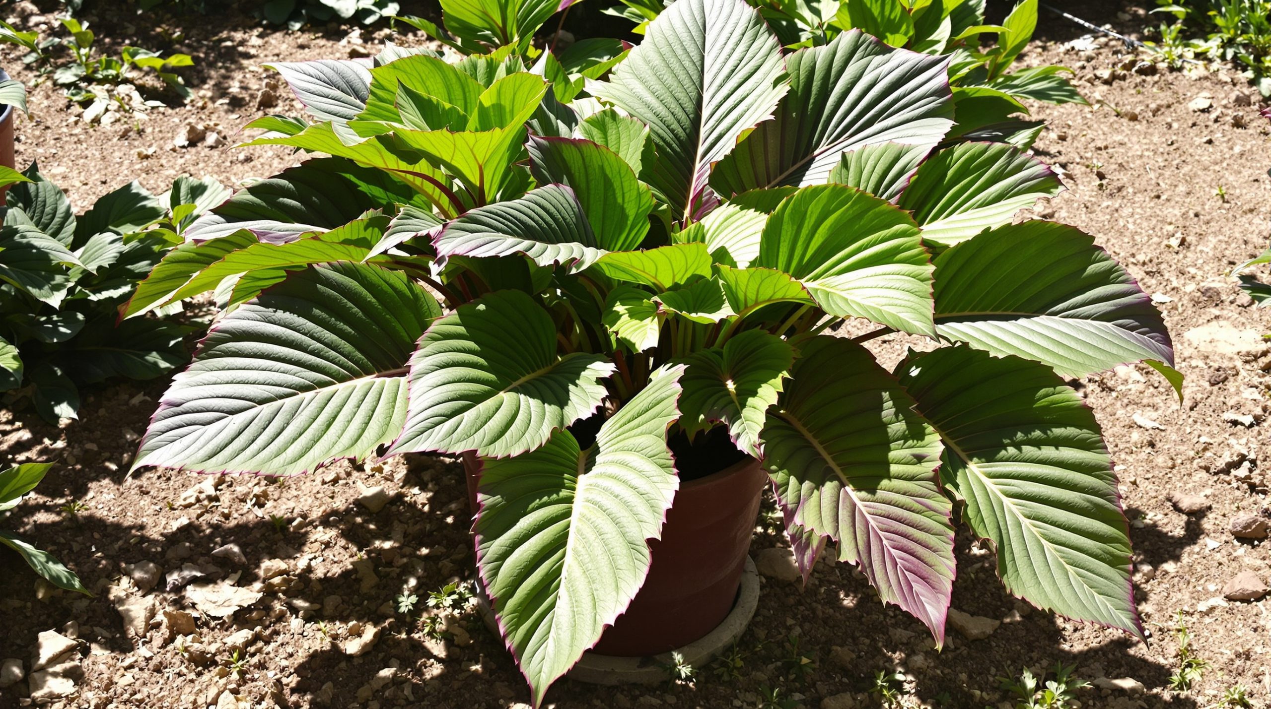 plantation_ecarlate_potager