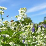 pollinisation_jardin_fraises