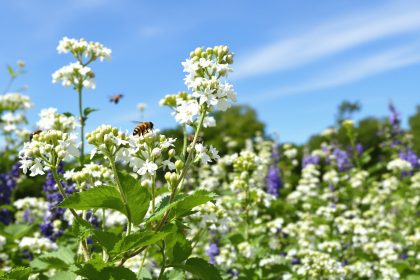 pollinisation_jardin_fraises