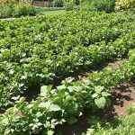 Potager avec paillage d'herbe.