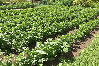 Potager avec paillage d'herbe.
