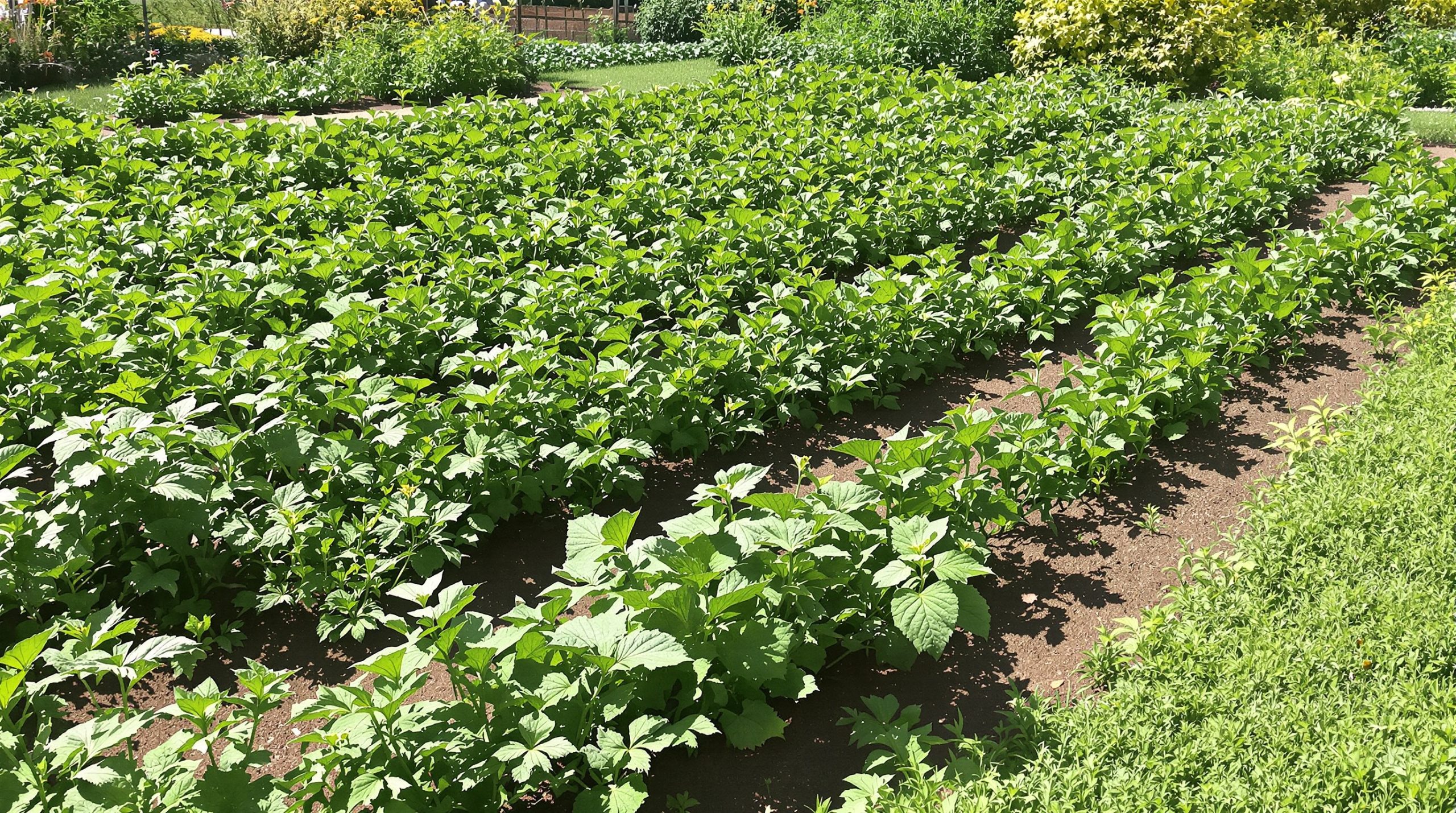 Potager avec paillage d'herbe.