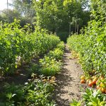 potager_ecosysteme_abondance