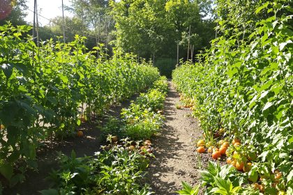potager_ecosysteme_abondance