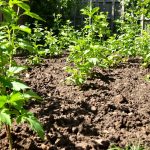 potager_printemps_clair