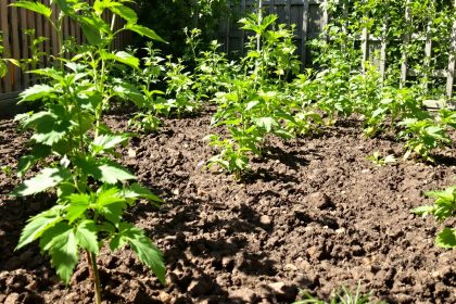 potager_printemps_clair