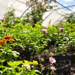 Potager_Soleil_Printanier