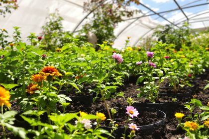 Potager_Soleil_Printanier