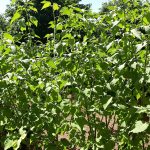 potager_tomates_consoude